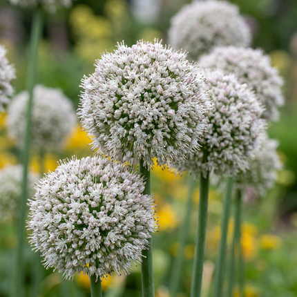 160x Allium Ping Pong - Bloembollen - Sierui Ping Pong - Wit - Zomerbloeier - Bolmaat 6/7