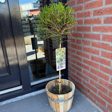 Ligustrum delavayanum - Planta sobre tallo - Planta de terraza - ↕90cm - Ø19cm