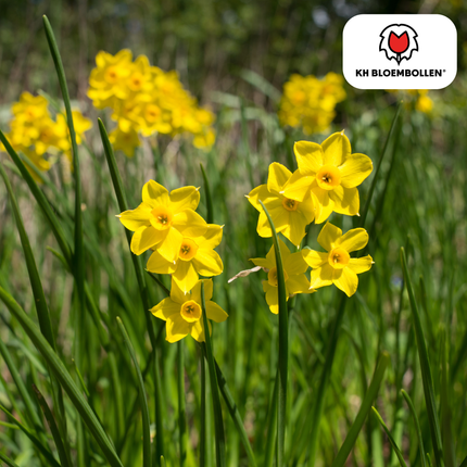 Narcisi Baby Boomer, 25 pezzi - Bulbi di fiori