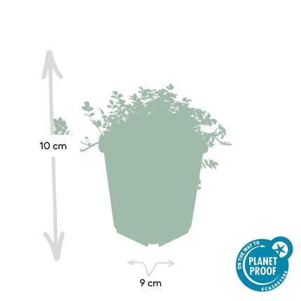 Acaena microphylla 'Kupferteppich' - Stachelige Nuss - ↕10-25cm - Ø9cm - 24x