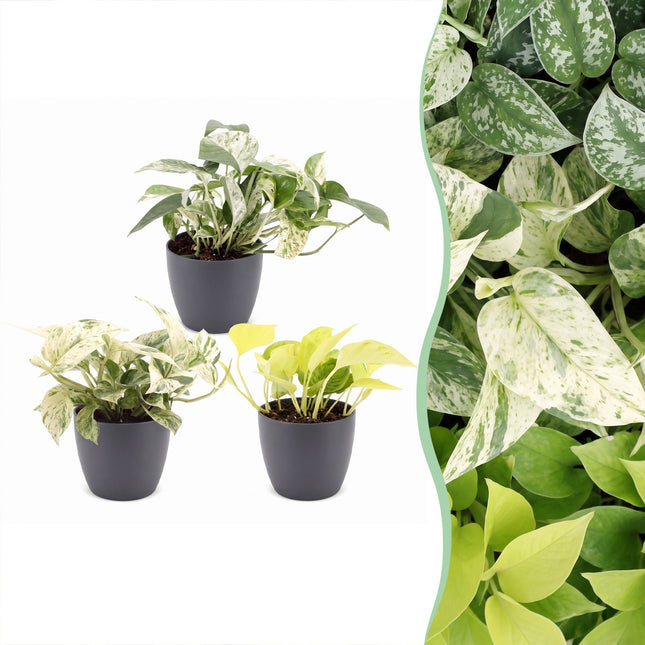 Epipremnum Tricolour 3x - Gul - Grön - Krämvit - Tropisk - inkl. grå kruka - Ø6cm - ↕20-25cm