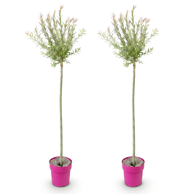 Salix Flamingo - Flamingo Wilg op stam - Ø23cm - ↕140-160cm - 2x