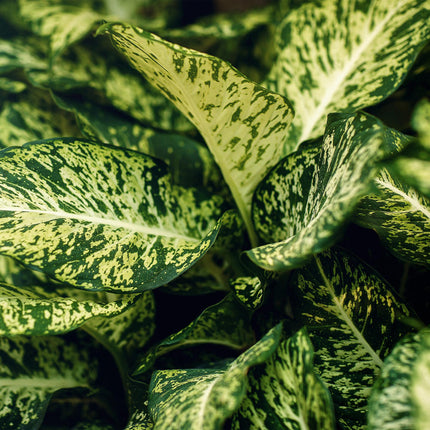 Dieffenbachia Compacta - ↕45-50cm - Ø17cm - 2x