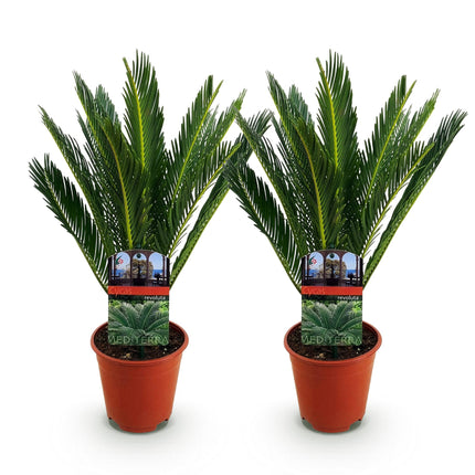Cycas revoluta - Palm fern - ↕45cm - Ø14cm