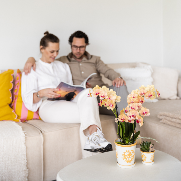 Gele orchidee Lima + Malaga sierpot licht oranje - potmaat Ø9cm | bloeiende kamerplant