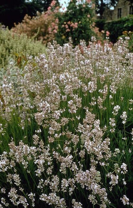 Lavandula int. 'Edelweiss' - ↕10-25cm - Ø9cm - 24x