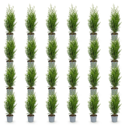 Thuja occidentalis Smaragd - Levensboom - 24x Haagplanten - Groenblijvend - Groen - Pot 9cm - Hoogte 20-30cm