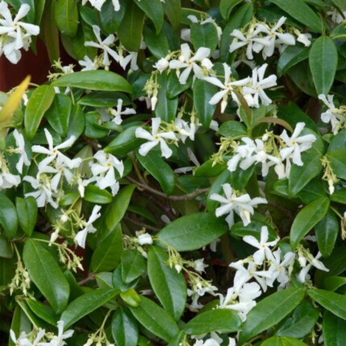 Trachelospermum jasminoides – 6 Pluggen | Kweek & Geniet van de Geurige Sterjasmijn