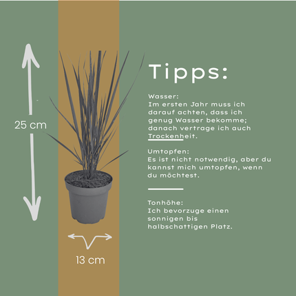 Panicum virgatum ‘Northwind’ – Vingergras - Ø12cm - 3x