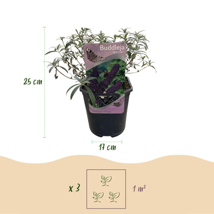 Schmetterlingsstrauch (Buddleja davidii 'Black Night') – Lila Blüte – ↕25 cm – Ø17 cm – 1 Stück