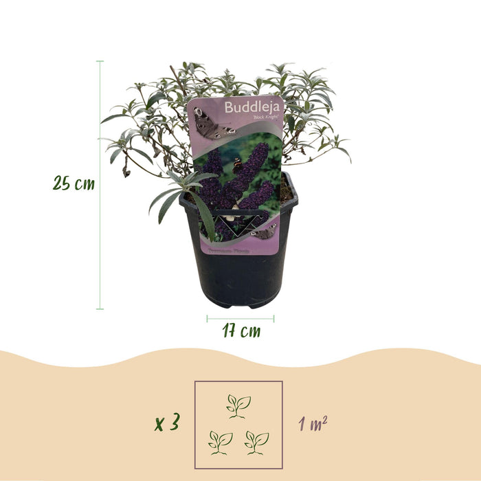 Vlinderstruik - Buddleja davidii Black Night - Bloem Paars - ↕25cm - Ø17cm - 1x