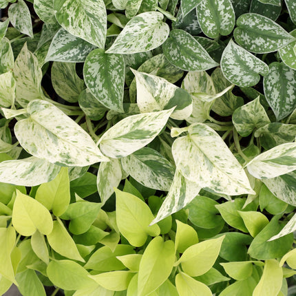 Epipremnum Tricolour 3x - Geel - Groen - Creme - Tropisch - incl. witte pot - Ø6cm - ↕20-25cm
