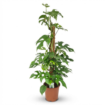 Monstera Minima Moss Stick - roślina z otworem - ↕90cm - Ø19cm