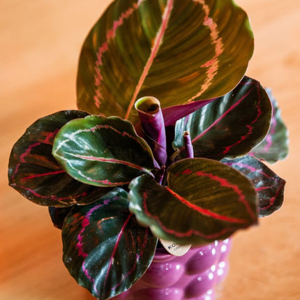 Kolibri Greens | Groene Plant - Calathea Dottie in Cotton Sierpot Paars - Ø9 cm