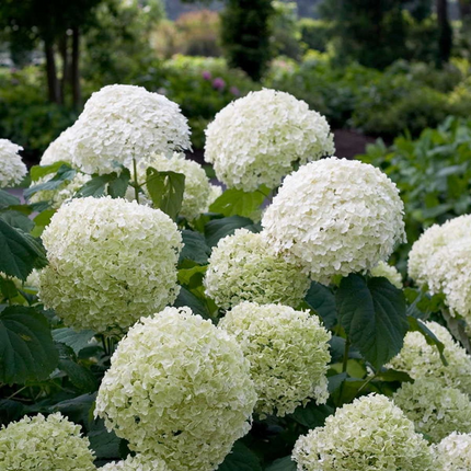 Hydrangea Arborescens 'Strong Annabelle' - ↕30cm - Ø19cm