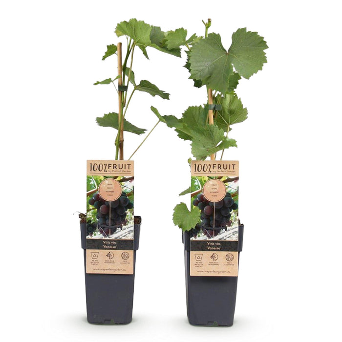 Fruitplant - Paarse Druif -  Vitis vinifera Vanessa - Pitloos - 2 planten - Pot 15cm Hoogte 50cm