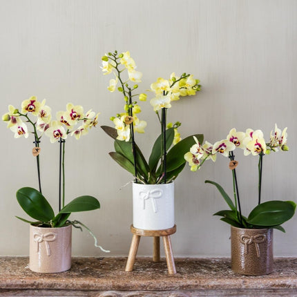 Kolibri Orchids | Combi Deal - 2 Geel-Rode Phalaenopsis Orchideeën Diamond Uruguay - Ø9 cm