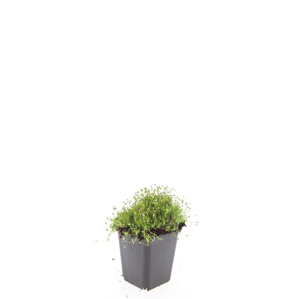 Sagina subulata - ↕10-25cm - Ø9cm - 48x