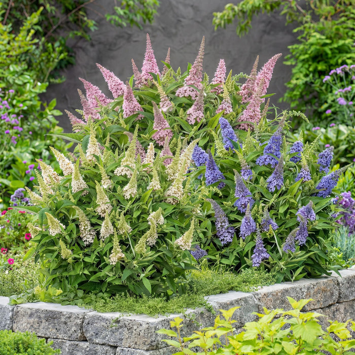 Buddleja davidii Sommerfuglebusk Lille Trifarvet - Sommerfuglebusk - Kompakt - Lyserød-Hvid-Lilla - ↕20-25cm - Ø12cm - 3x