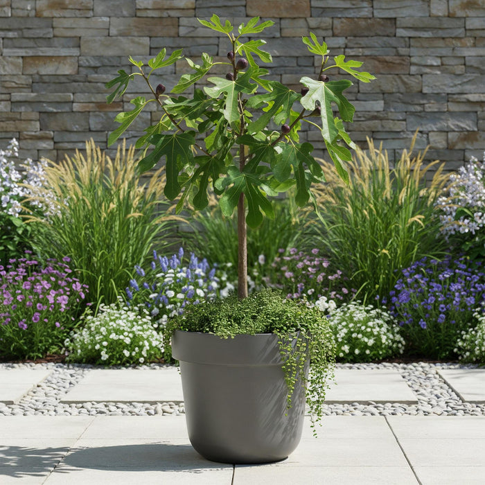 Ficus carica Little Miss Figgy - Terras Plant - Bladverliezend - Winterhard - Groene Vrucht - Pot 19cm Hoogte 90cm