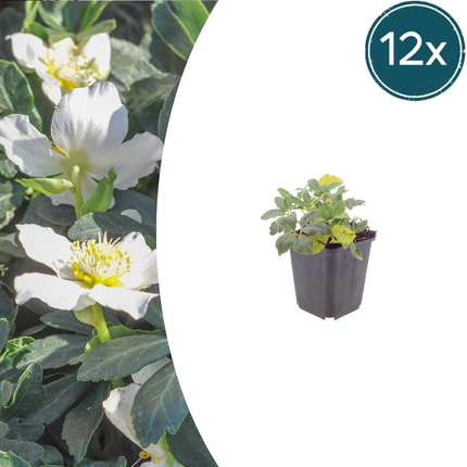 Lenteroos - Helleborus orientalis - ↕10-25cm - Ø9cm - 12x