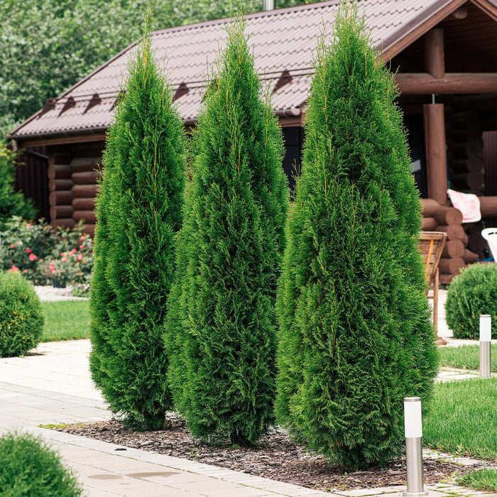 Haagplanten - Thuja occidentalis Smaragd - blad groen - 8 planten - 1 strekkende meter - groenblijvend - pot 9cm hoogte 30-35cm