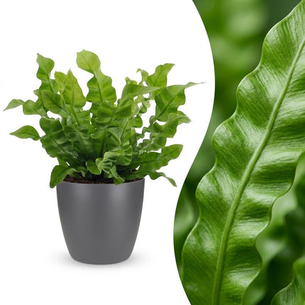 Asplenium Crispy Wave - met grijze pot - ↕30cm - Ø12cm
