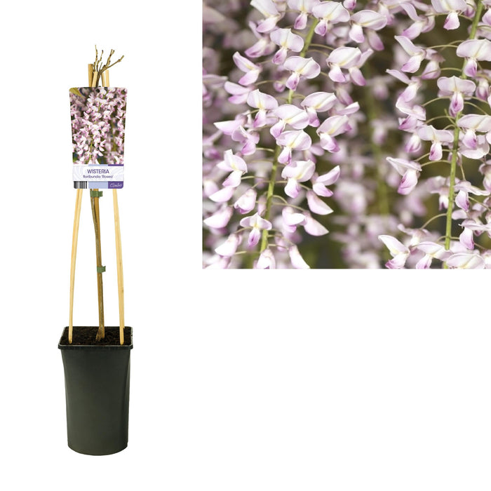 Wisteria Floribunda 'Rosea' + light Label - ↕75cm - Ø17cm