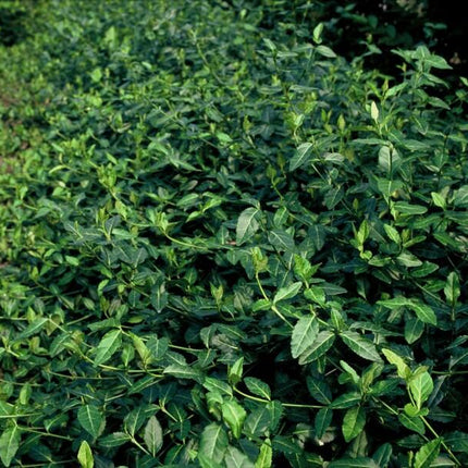 Euonymus fortunei 'Dart's Blanket' - Cappello del cardinale giapponese - ↕10-25cm - Ø9cm - 12x