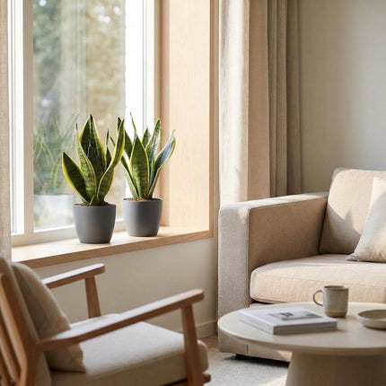 Sansevieria Future Superb - Vrouwentong - 2x - met Potter Grijs - Pot 12cm - Hoogte - 35cm