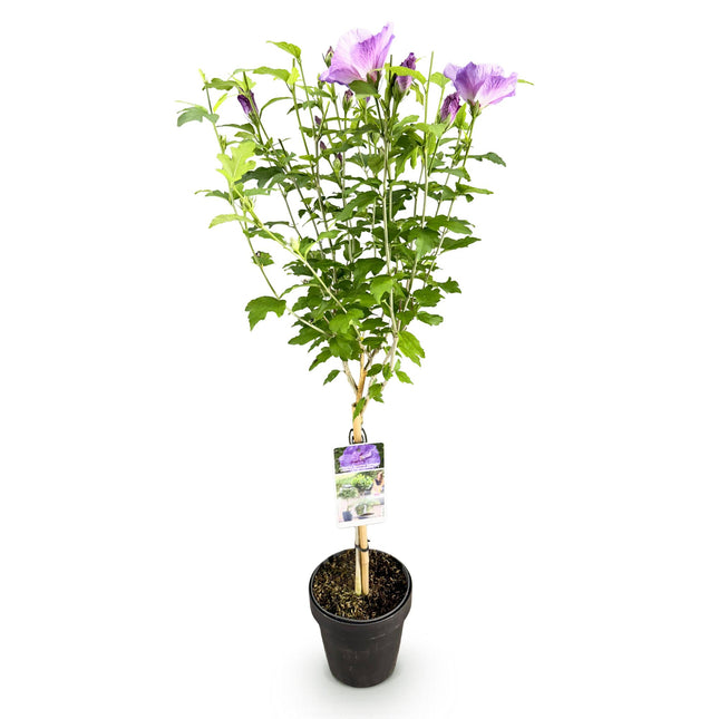 Hibiscus syriacus Lavendor Chiffon® - Planta con tallo - Planta de terraza - ↕90cm - Ø19cm