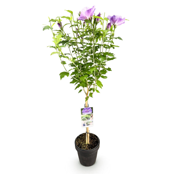 Tuinplant -Hibiscus syriacus Lavendor Chiffon®  - Plant op stam - Terras Plant - Bladverliezend - Weinig Onderhoud - Pot 19cm Hoogte 90cm