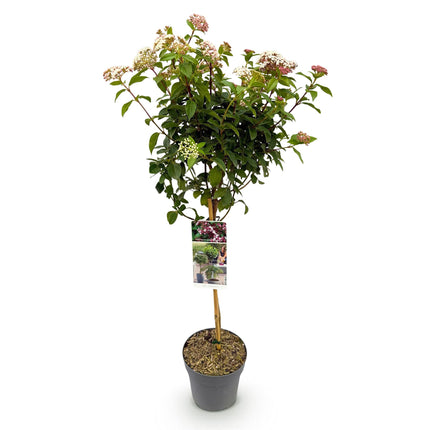 Viburnum tinus Eve Prezzo - Pianta su stelo - Pianta da terrazzo - ↕90cm - Ø19cm