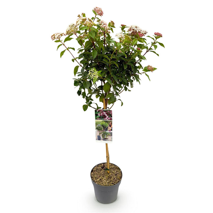 Tuinplant - Viburnum tinus Eve Price - Plant op stam - Terras Plant - Bladhoudend - Weinig Onderhoud - Pot 19cm Hoogte 90cm