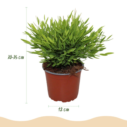 Bamusa Pogonatherum Monica - Bambou d'intérieur - ↕30-35cm - Ø12cm - 4x
