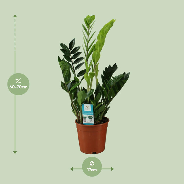 Zamioculcas Zamiifolia - ZZ-Pflanze - ↕65cm - Ø17cm