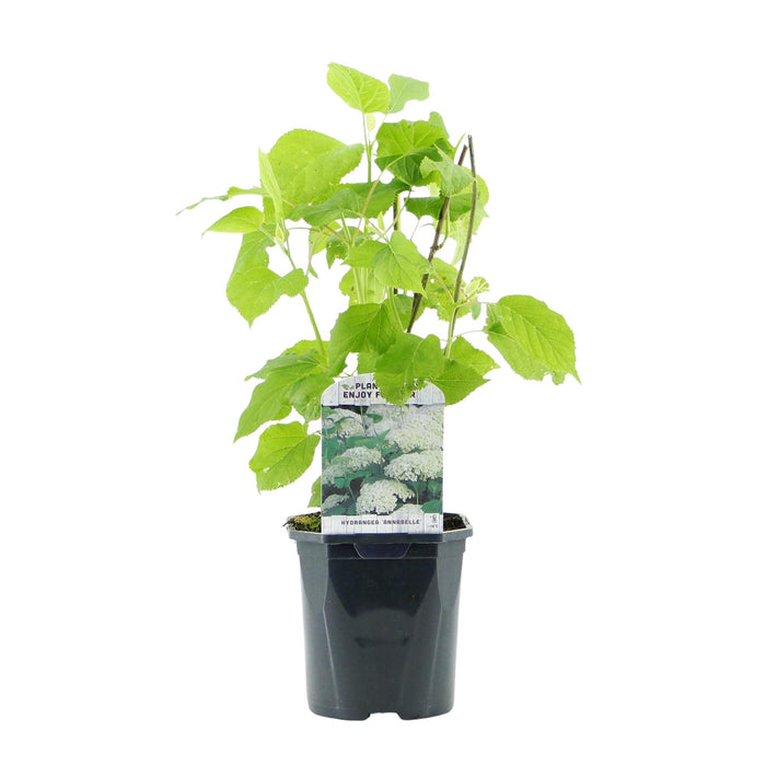 Pluim Hortensia - Hydrangea arborescens Annabelle - Bloem Wit - 3 Planten - 1 m2 - Bladverliezend - Grote Bloemen - Pot 17cm Hoogte 50cm