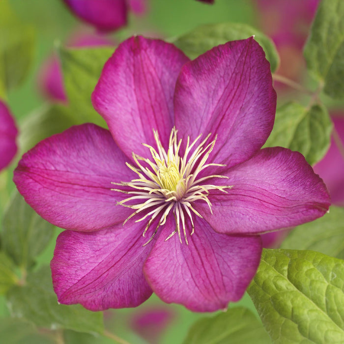 Clematis Ville de Lyon - Bosrank - Bloem Roze - ↕40cm - Ø11cm - 2x