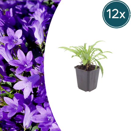Campanula persicifolia 'Coerulea' - Prachtklokje - ↕10-25cm - Ø9cm - 12x