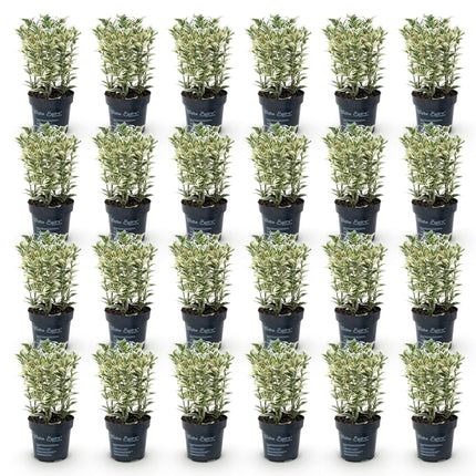 Euonymus japonicus White Spire - Kardinaalsmuts - 24x Haagplanten - Groenblijvend - Wit - Groen - Pot 9cm - Hoogte 20-30cm