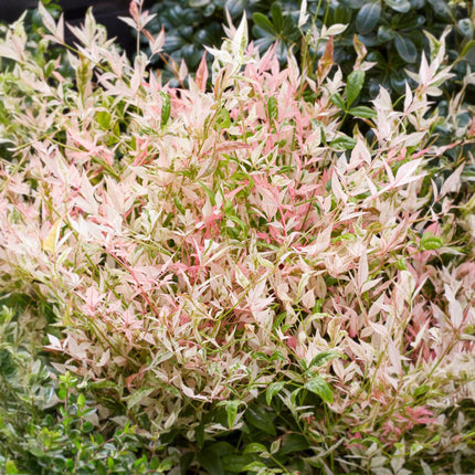 Nandina Twilight – Bunt &amp; Rosa – 2 Pflanzen – Immergrün – Pflegeleicht – Topf 17 cm, Höhe 45 cm