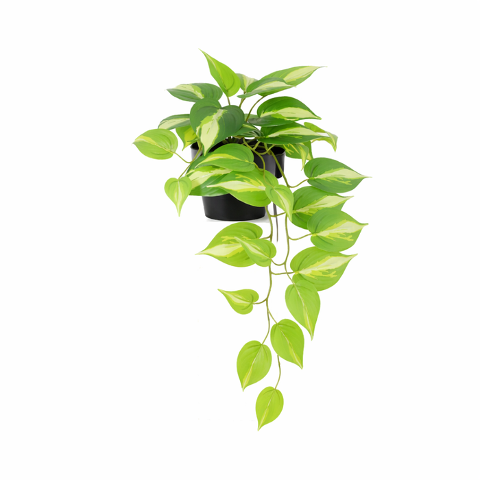 Plante artificielle Epipremnum Variegata - ↕37cm