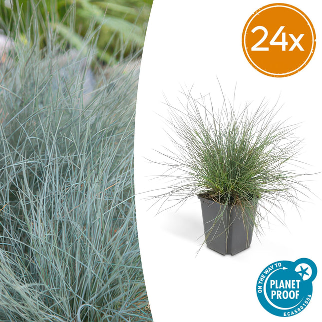 Festuca glauca 'Elijah Bleu' - Fétuque bleue des moutons - ↕10-25cm - Ø9cm - 24x