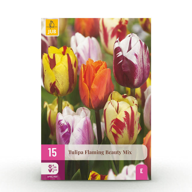 Bulbi da fiore - Mix di tulipani Flaming Beauty - Vari colori - 15 pezzi - Misura bulbo 11/12 - Confezione XXL