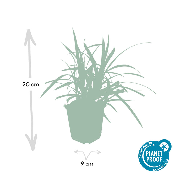 Carex morrowii 'Irish Green' - Zegge - ↕10-25cm - Ø9cm - 12x