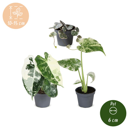 Baby Planten Variegata Mix - Diversen 3x - Tropisch - Ø6cm - ↕10-15cm
