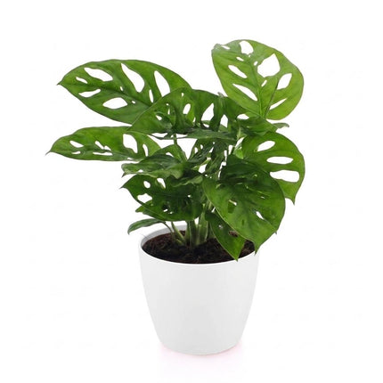 Monstera Adansonii - Rhaphidophora Tetrasperma - met Potter Wit - Pot 12cm - Hoogte - 25cm