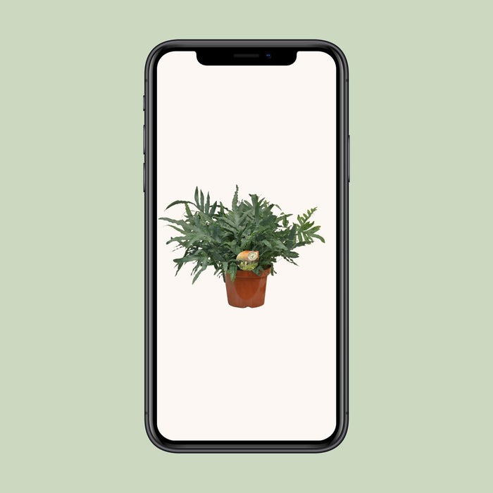 Phlebodium Blue Star - Ø26cm - ↕80cm