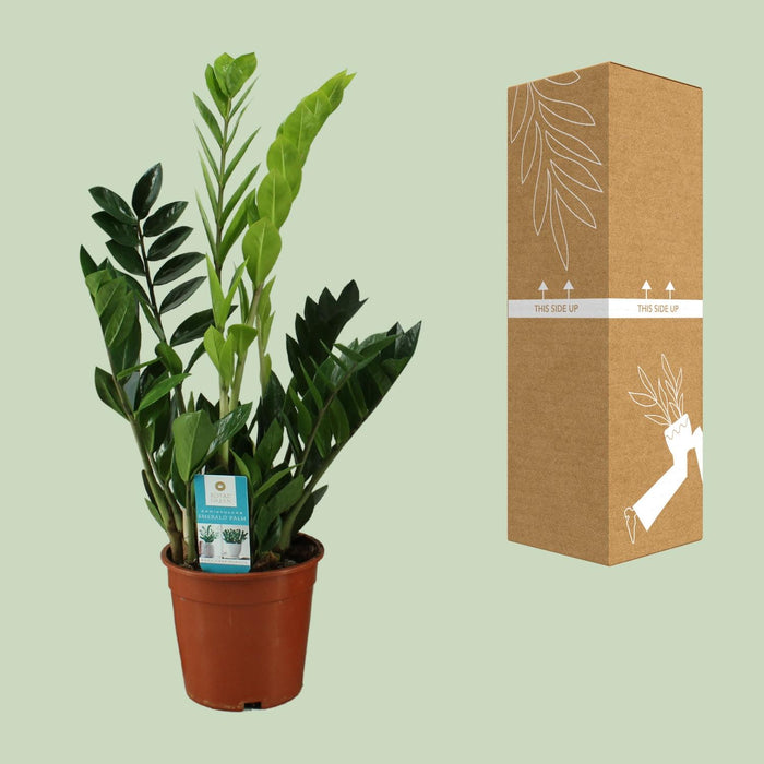 Zamioculcas Zamiifolia - ZZ Plant - ↕65cm - Ø17cm