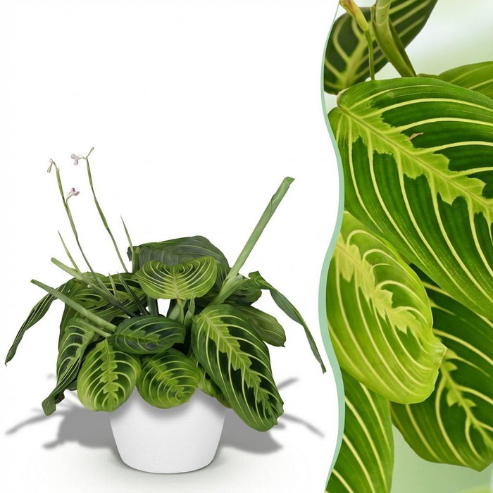 Maranta Fascinator Lemon Lime - Gebedsplant - met witte plantenpot - ↕25cm - Ø12cm